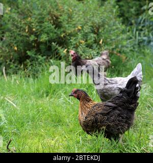 Animaux de compagnie dans un jardin surcultivé dans le Kent, Angleterre, Royaume-Uni Banque D'Images