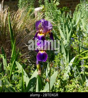 Jardins du Reverley Lodge, Hertfordshire. Le verrouillage du coronavirus est facilité à mesure que l'étonnante iris de la fin du printemps s'assoitre en abondance. Journée anglaise ensoleillée Banque D'Images