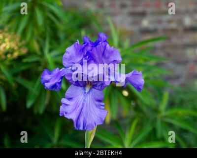 Jardins du Reverley Lodge, Hertfordshire. Le verrouillage du coronavirus est facilité à mesure que l'étonnante iris de la fin du printemps s'assoitre en abondance. Journée anglaise ensoleillée Banque D'Images