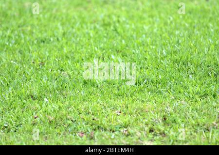 Herbe verte et luxuriante sur la pelouse. Pas de pelouse coupée, jeunes pousses au printemps. Arrière-plan pour le fond d'écran, le texte et le design. Banque D'Images