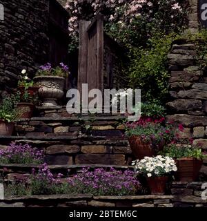 Aubertia et pots en terre cuite sur de vieux marches en pierre dans le jardin de flanc de colline Banque D'Images