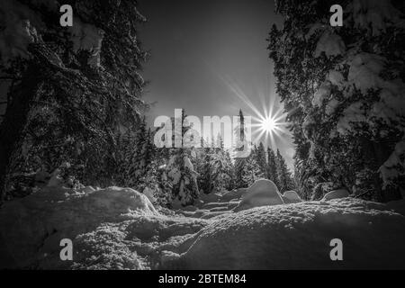 Effet noir et blanc des larches et des fermes couvertes de neige par un jour ensoleillé Banque D'Images