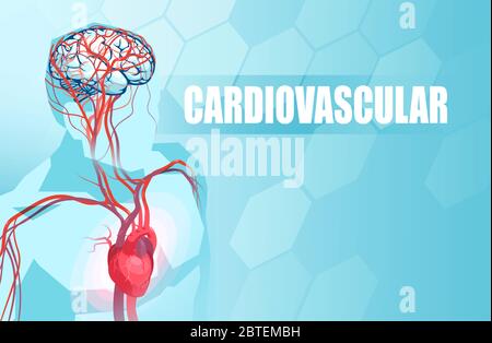 Schéma Illustration du système vasculaire circulatoire humain, de l'anatomie cardiaque et de l'approvisionnement en sang du cerveau Illustration de Vecteur