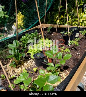 Un patchwork de légumes maison sous le soleil d'été comprenant des laitues, de la coriandre, des tomates et des plants de fraises. Une petite allocation pour les herbes de croissance et s. Banque D'Images