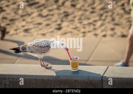 Mouette saisir une cuillère en plastique et manger de la nourriture d'une tasse laissée sur la plage. Banque D'Images