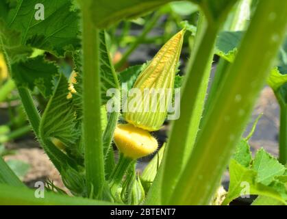 Bourgeon de squash Pattylan sur la plante. Légumes en pleine croissance dans le jardin Banque D'Images