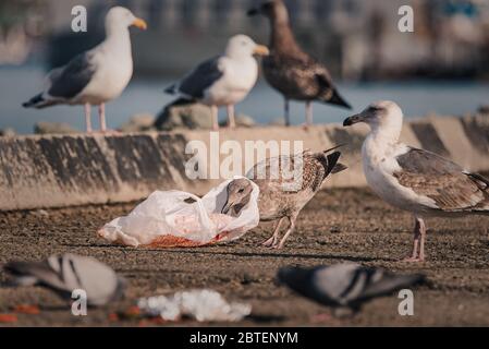 Un mouette affamée se retrouve avec un sac en plastique autour de son cou Banque D'Images