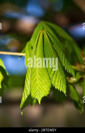 Les nouvelles feuilles s'ouvrent sur un châtaignier. L'arbre est à feuilles caduques et possède une grande couronne de feuilles à doigts distinctives. Banque D'Images