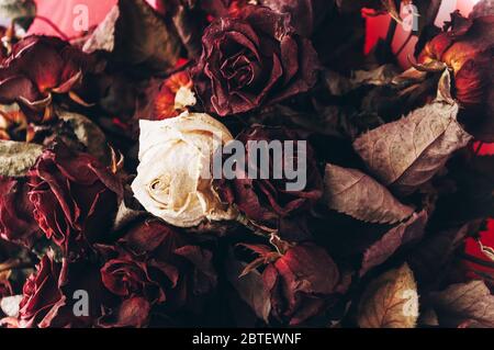 Grand et beau bouquet de roses rouges et blanches séchées sur une table en bois blanc dans le style de la Provence. Vue de dessus, gros plan. Banque D'Images