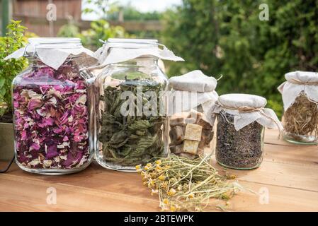 Herbes séchées feuilles de menthe et pétales de rose dans des pots en verre sur table en bois, avec fond vert. Banque D'Images