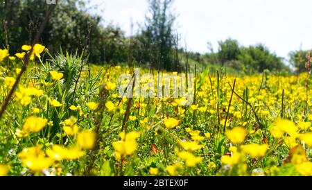 Début de l'été, point de vue bas dans un pré de fleur de coupe de beurre Banque D'Images