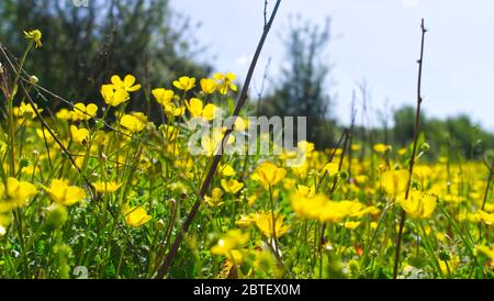 Début de l'été, point de vue bas dans un pré de fleur de coupe de beurre Banque D'Images