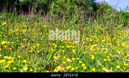 Début de l'été, point de vue bas dans un pré de fleur de coupe de beurre Banque D'Images