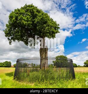 Le fils Charles II de Royal Oak Tree près de Boscobel House, Shropshire, Angleterre le futur roi Charles II a grimpé dans le parent de cet arbre et de l'arrière-pays Banque D'Images