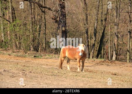 Un cheval Haflinger posé sur la prairie Banque D'Images