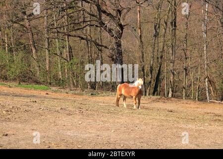 Un cheval Haflinger posé sur la prairie Banque D'Images