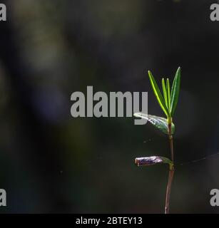 Un fond nature petite plante verte rétro-éclairée brin dans un marais au printemps Banque D'Images