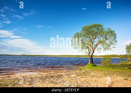 Arbre isolé sur le lac. Lumière du jour ensoleillée, scène rurale. Lieu de détente en vacances. Lac de Selyava en Biélorussie Banque D'Images