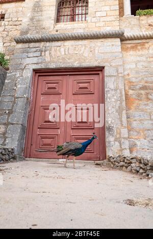 Europe, Portugal, Caiscas. Un paon devant la porte arrière du Palácio dos Condes de Castro Guimarães. Banque D'Images