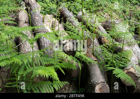 Bracken grandit autour de piles de billes hachées, Newbury, West Berkshire, Royaume-Uni Banque D'Images