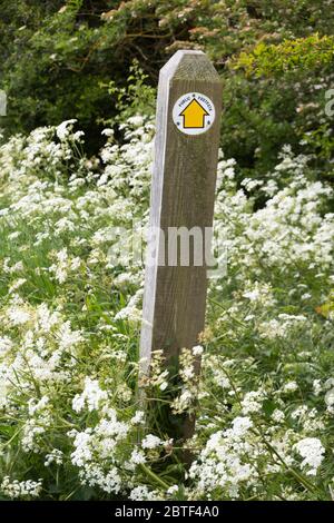 Panneau de chemin public avec flèche jaune entourée de persil de vache Banque D'Images