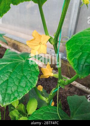 Jeune plantule fraîche de concombre cultivée en champ ouvert. Plantations de concombres. Concombres en serre. Travailler avec les plantes, en croissance Banque D'Images