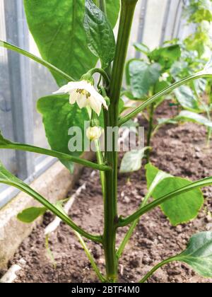 des plants de poivre en serre avec les premiers fruits de poivre vert, des semis de poivre en serre avec le poivron, des semis de poivre dans le sol en gros plan. Le concept Banque D'Images