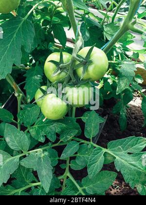 Tomates vertes fraîches plante de légumes biologiques avec des gouttes accrochées sur la vigne de l'arbre de tomate pour la cuisson ou jus de tomate haut en fibre, aliments sains.The Banque D'Images