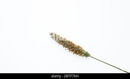 Herbe sur fond blanc. Isolé de l'arrière-plan. Germes d'herbe. Végétation sauvage. Oreille unique. Type d'inflorescence du raisin Banque D'Images