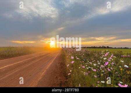 Poussière devant le soleil couchant avec des fleurs cosmos Banque D'Images