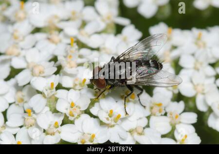 Vol par satellite, Amobia sp., recherche sur l'yarrow, Achillea millefolium Banque D'Images