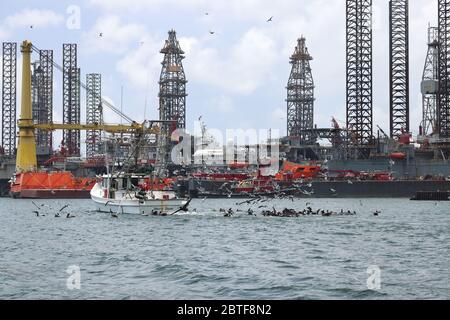 Un bateau de pêche est assiégé par des mouettes et des pélicans dans le port de Galveston, sur la côte du golfe du Texan, aux États-Unis. En arrière-plan, les plates-formes pétrolières sont réhabbed. Banque D'Images