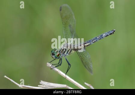 Blue Dasher, Pachydipax longipennis Banque D'Images