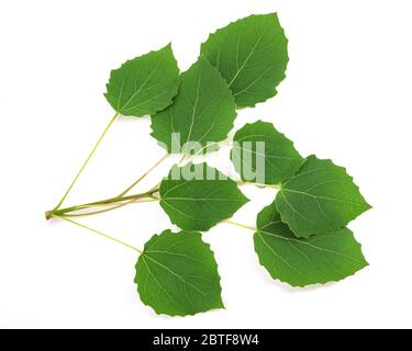 Craquement de peuplier faux-tremble avec des feuilles isolées sur fond blanc Banque D'Images