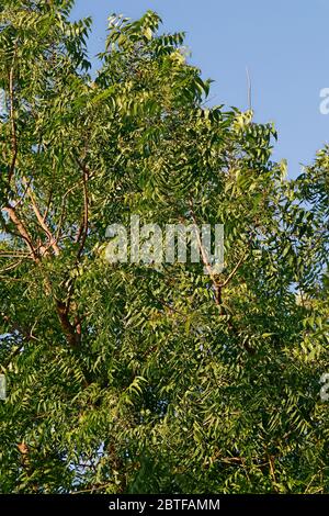 Azadirachta indica, communément connu sous le nom de neem, nimtree ou lilas indien Banque D'Images