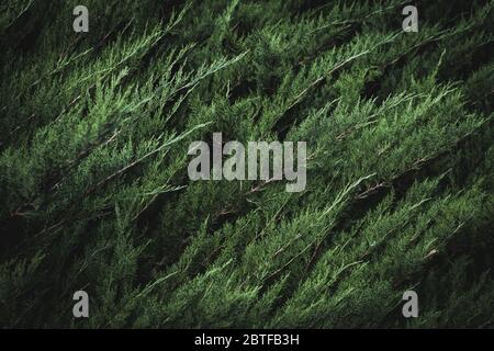 Feuillage vert foncé de Cupressus sempervirens également connu sous le nom de cyprès méditerranéen, cyprès italien, cyprès toscan ou cyprès persan Banque D'Images