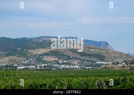 Champs avec vignes sur trelliises. A collines avec vignobles. Banque D'Images