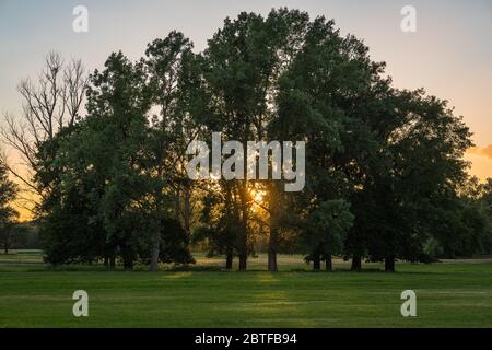 Le coucher de soleil derrière un groupe d'arbres dans les plaines inondables se fait à travers les branches. Banque D'Images