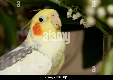 Corella parrot avec joues rouges et de longues plumes Banque D'Images