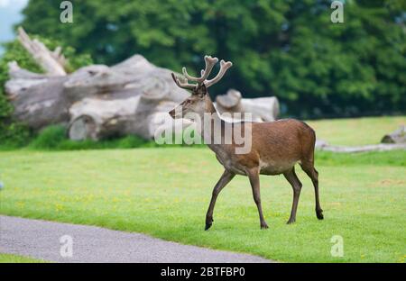 Jeunes cerfs rouges traversant une allée dans le parc national de Killarney, en Irlande Banque D'Images