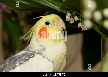 Corella parrot avec joues rouges et de longues plumes Banque D'Images