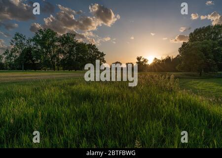 Le soleil derrière les arbres d'une plaine inondable projette de longues ombres et des couleurs chaudes sur une colline herbeuse. Banque D'Images