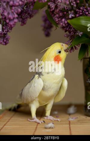 Corella parrot avec joues rouges et de longues plumes Banque D'Images