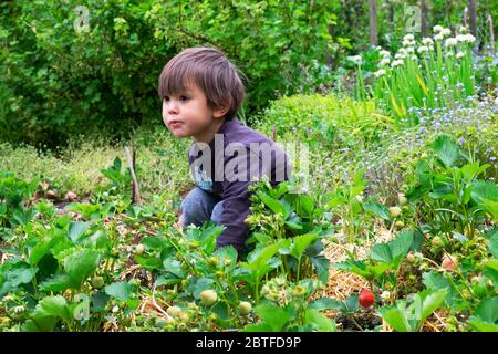 Petit garçon 3 ans cueillant des fraises dans une fraise en mai, mûrissement printanier croissant dans un jardin de campagne au pays de Galles, Royaume-Uni KATHY DEWITT Banque D'Images