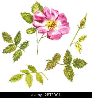 Fleur de rose sauvage botanique aquarelle. Aquarelle de fleurs et de feuilles de rose de la hanche, illustration florale dessinée à la main isolée sur fond blanc Banque D'Images
