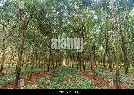 Arbres en caoutchouc sur une plantation de caoutchouc près de la ville de Kompong Cham au Cambodge. L'écorce de l'arbre est coupée de sorte que la sève va courir dans les bols pour être colle Banque D'Images