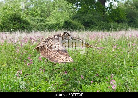 Un hibou de l'aigle européen survolé la zone de prairie du Centre Barn Owl de Gloucestershire pendant une journée de photographie. Banque D'Images