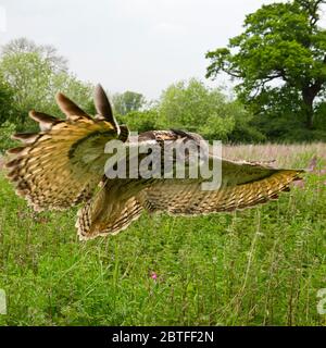 Un hibou de l'aigle européen survolé la zone de prairie du Centre Barn Owl de Gloucestershire pendant une journée de photographie. Banque D'Images