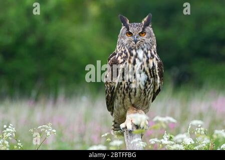 Un hibou de l'aigle européen s'est assis sur un perchoir dans la zone de prairie du Barn Owl Centre de Gloucestershire pendant une journée de photographie. Banque D'Images