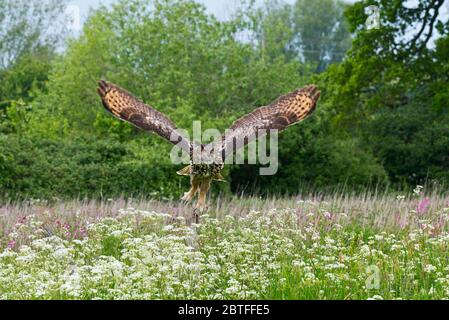 Un hibou de l'aigle européen survolé la zone de prairie du Centre Barn Owl de Gloucestershire pendant une journée de photographie. Banque D'Images